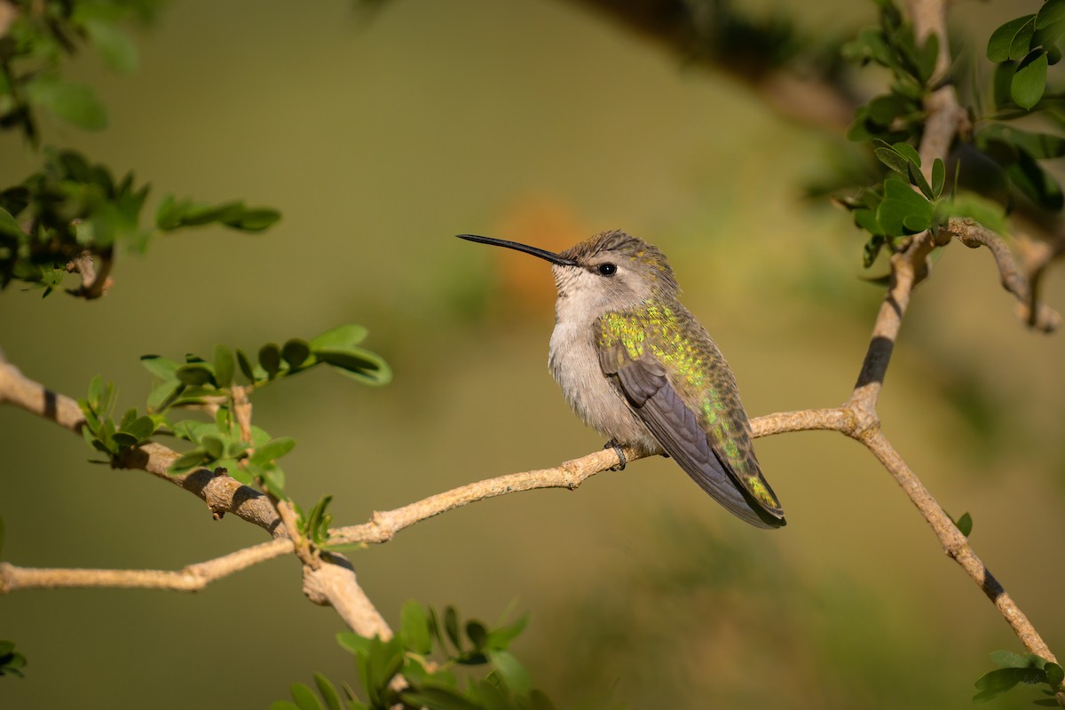 Costa's Hummingbird - ML610592900