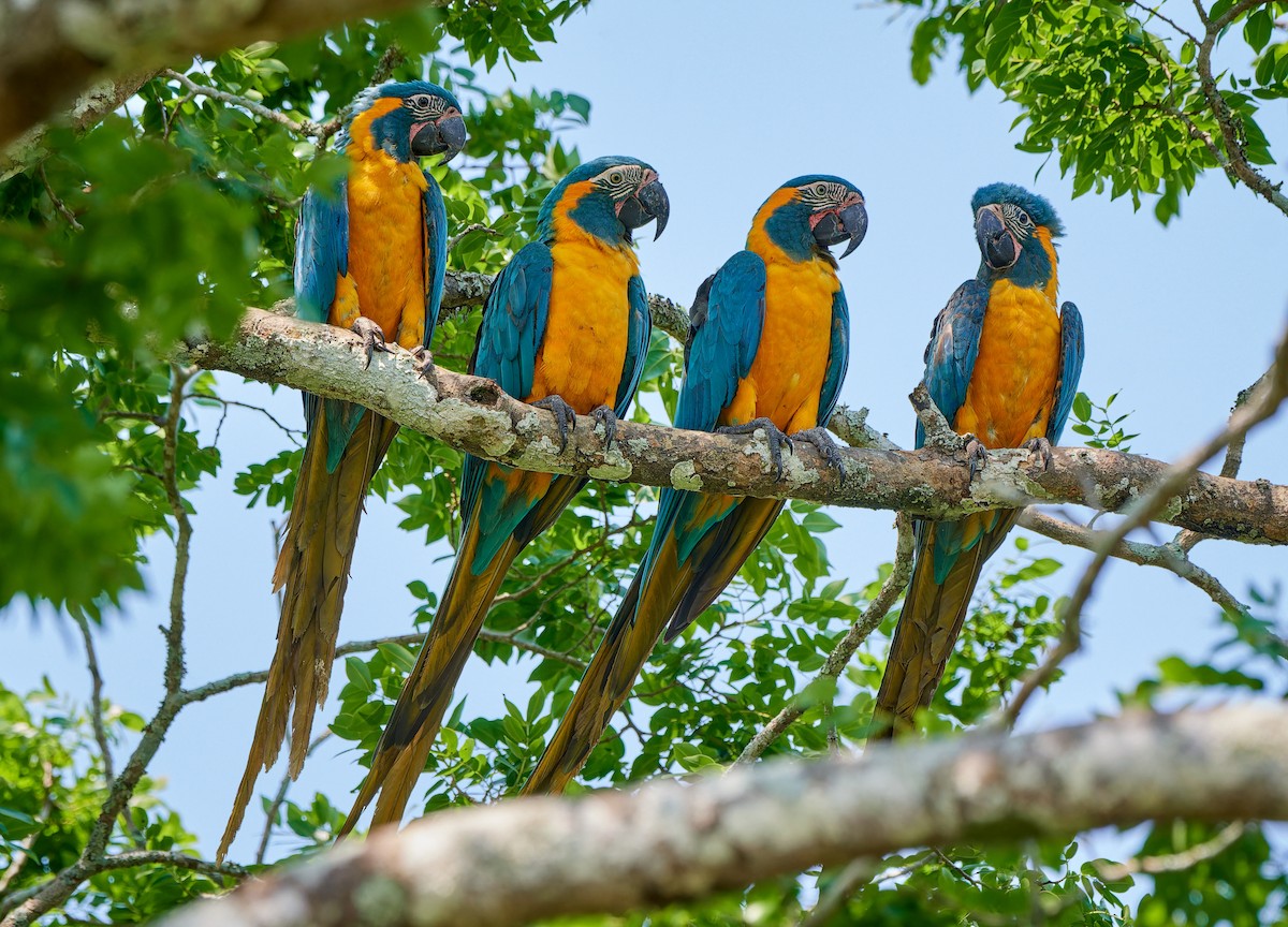 Blue-throated Macaw - ML610592926