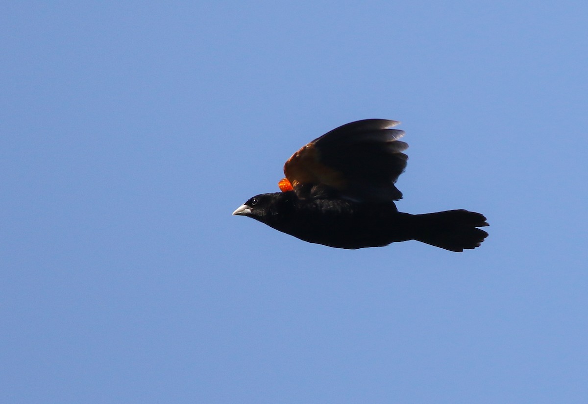 Fan-tailed Widowbird - ML610593053
