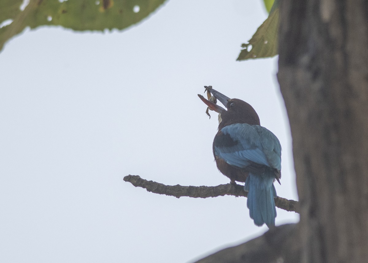 White-throated Kingfisher - Vaidehi  Gunjal