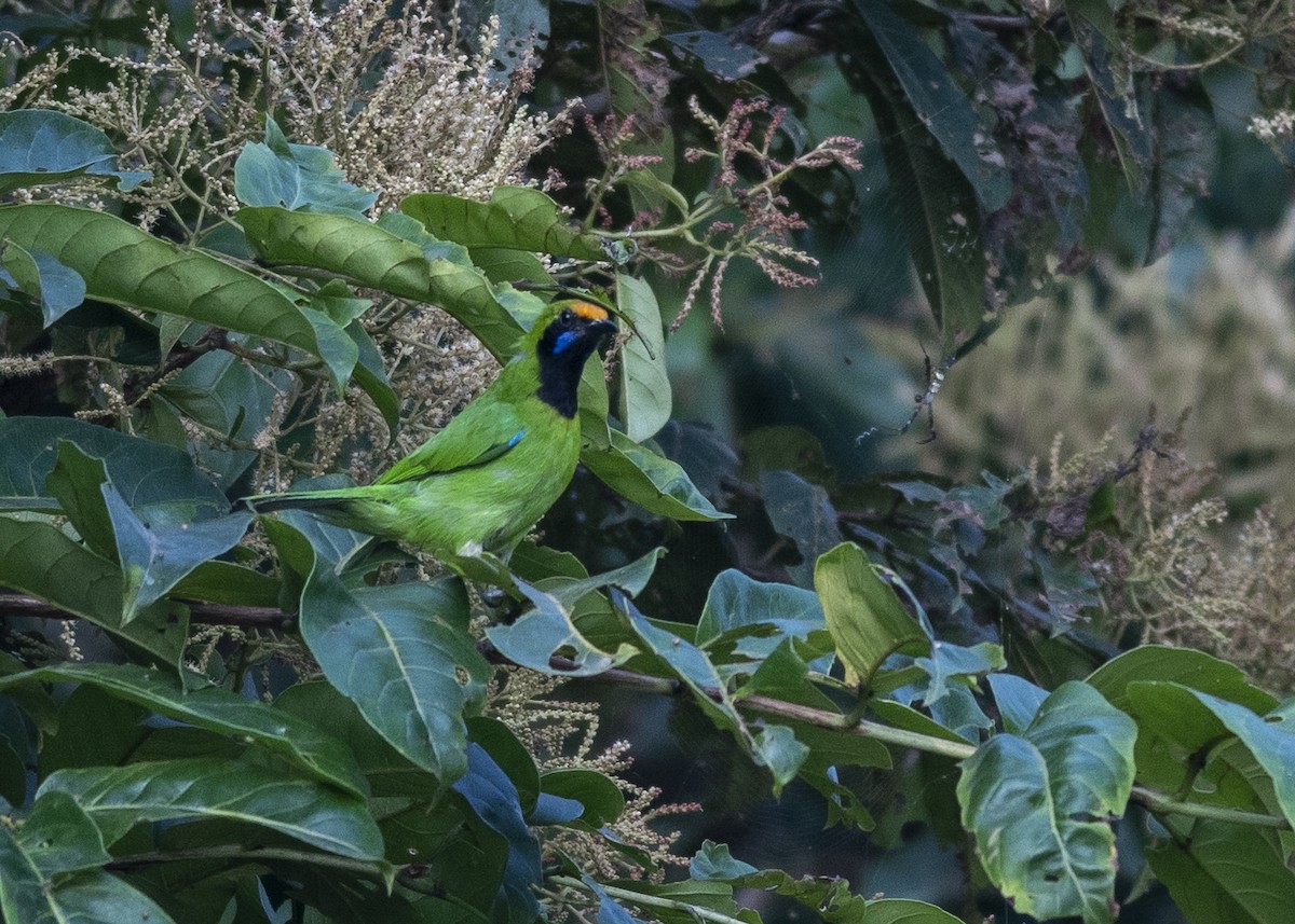 Golden-fronted Leafbird - Vaidehi  Gunjal