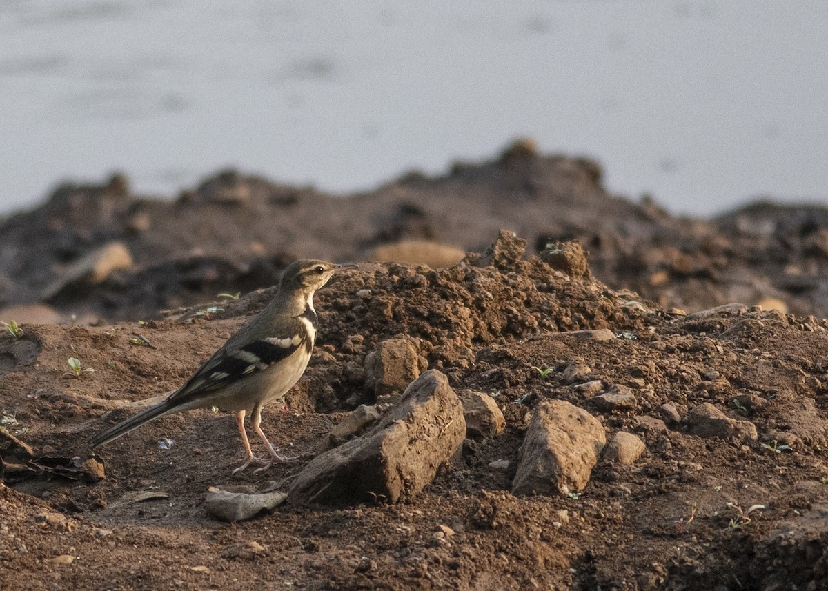 Forest Wagtail - ML610593571