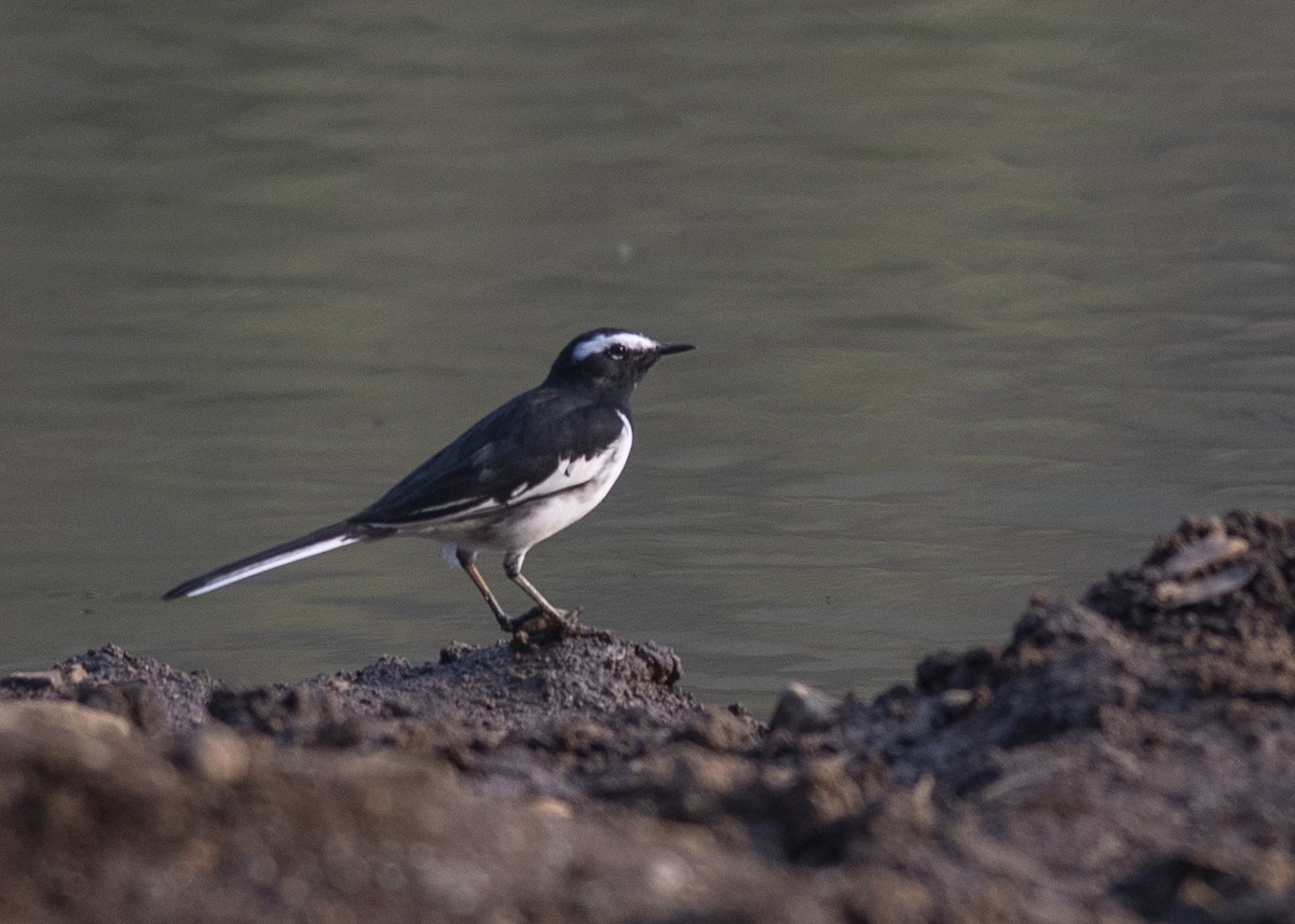 White-browed Wagtail - ML610593582