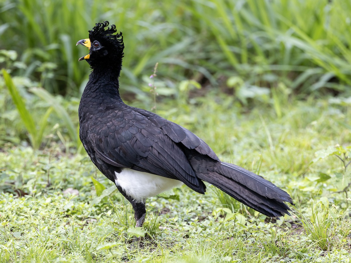 Bare-faced Curassow (Bare-faced) - ML610593665