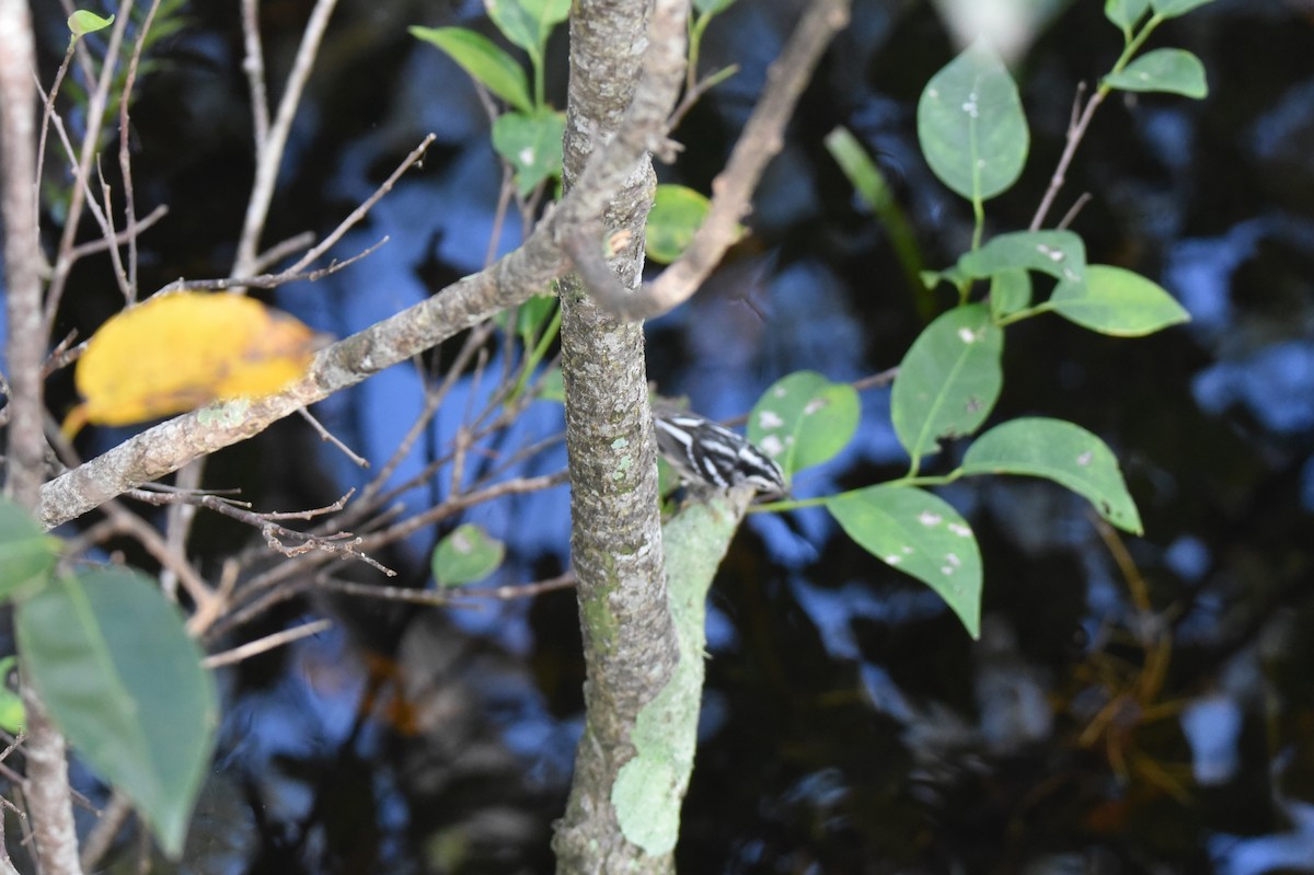 Black-and-white Warbler - ML610593921