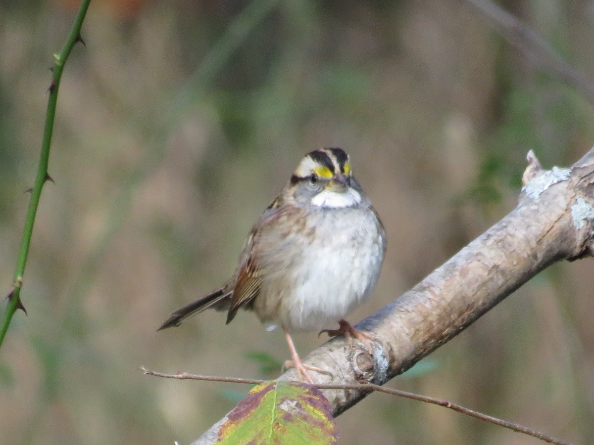 White-throated Sparrow - ML610594102
