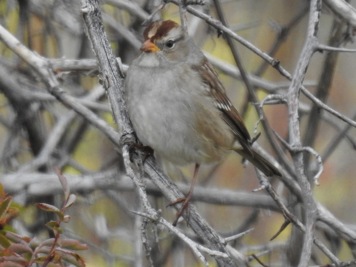 White-crowned Sparrow - ML610594248