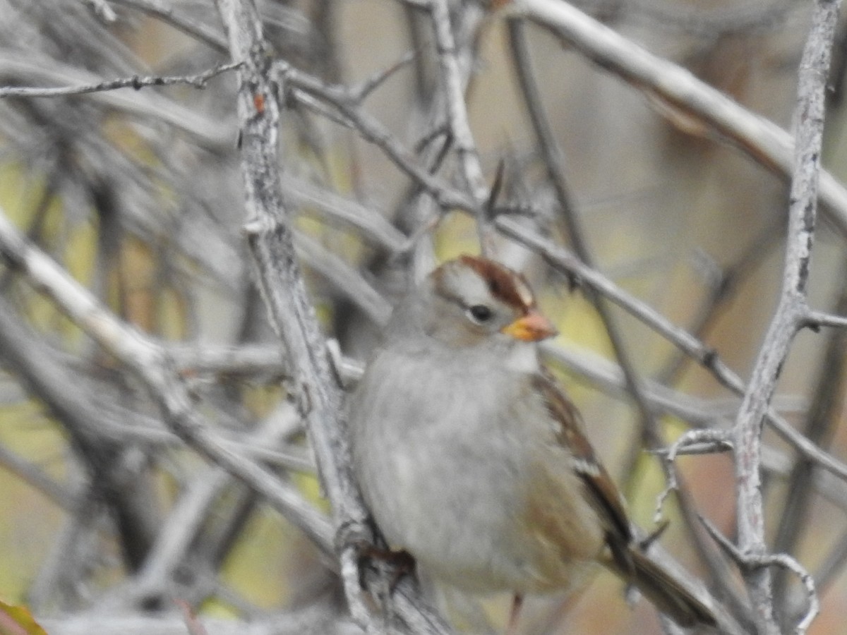 White-crowned Sparrow - ML610594251