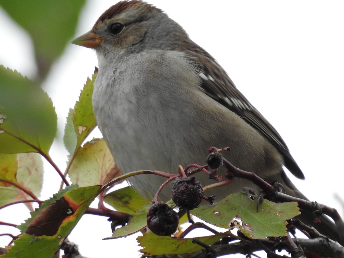 White-crowned Sparrow - ML610594253
