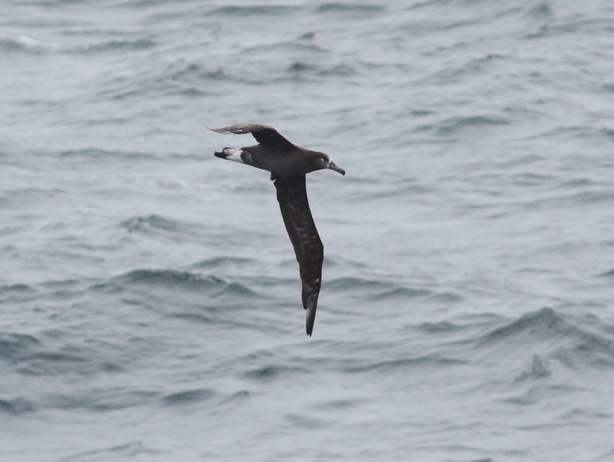 Black-footed Albatross - Zhi-Yuan Cai