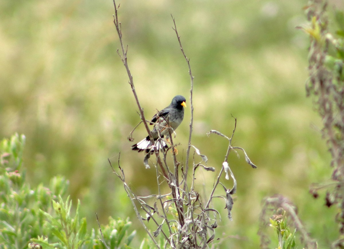 Band-tailed Sierra Finch - ML610594557