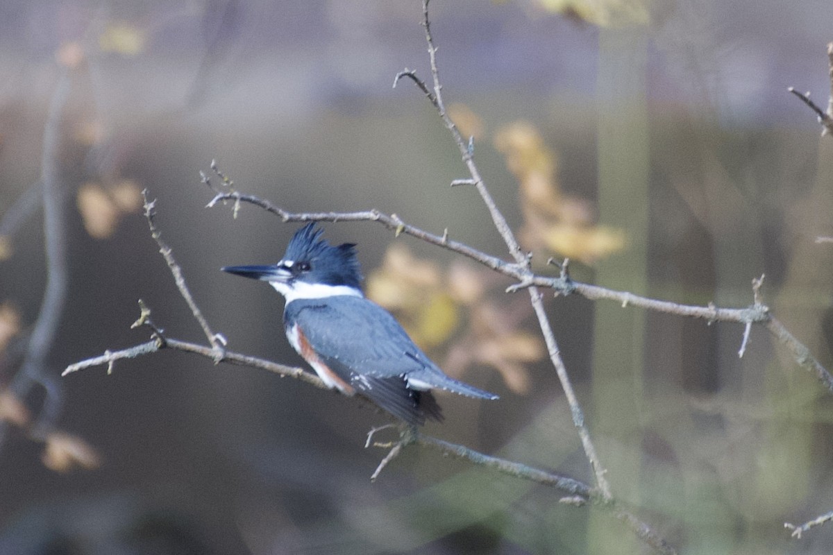 Belted Kingfisher - ML610594760