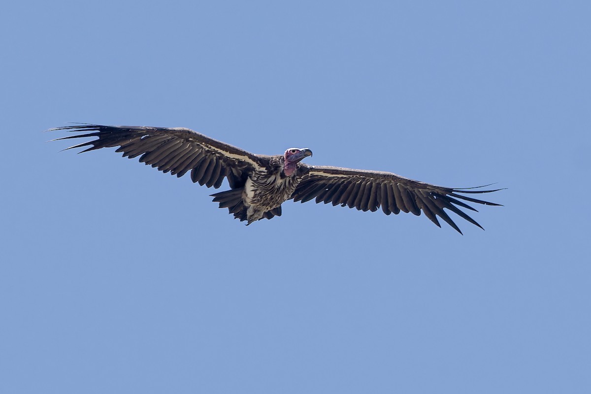 Lappet-faced Vulture - ML610595178