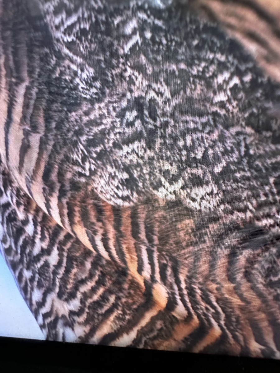 Great Horned Owl - ML610595333