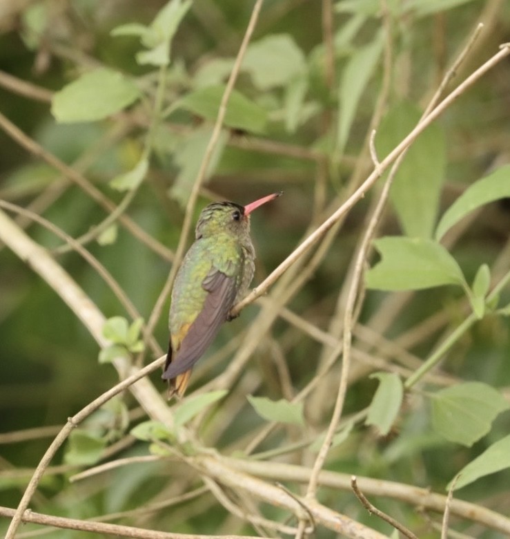 Gilded Hummingbird - ML610595408