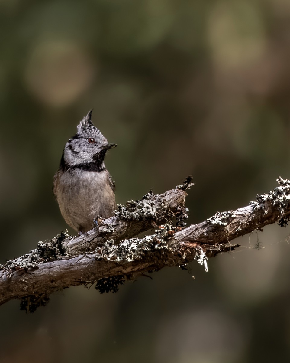 Crested Tit - ML610595668