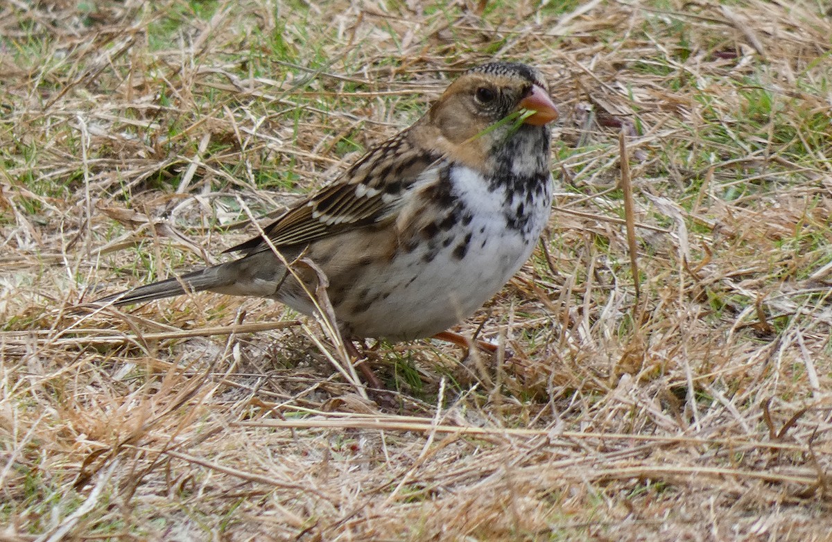 Harris's Sparrow - ML610595868