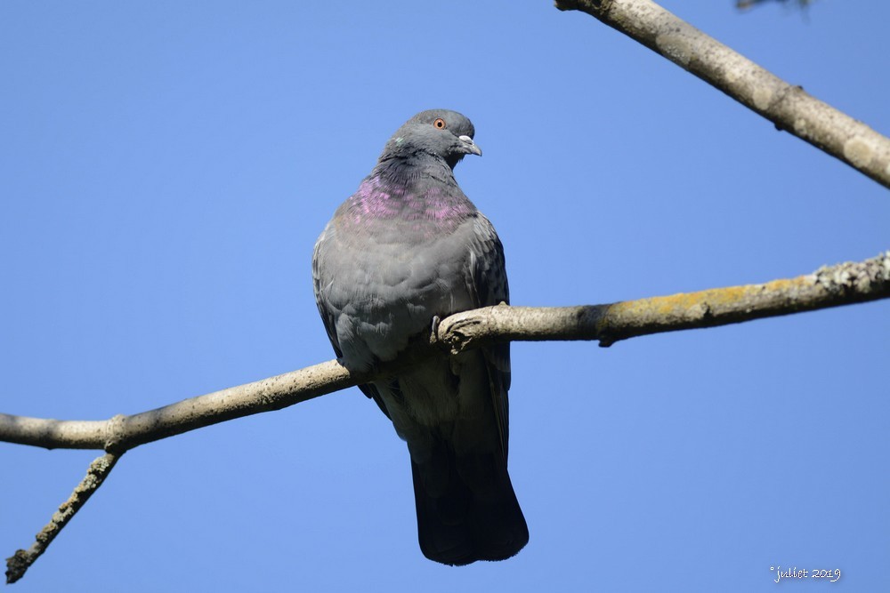 Rock Pigeon (Feral Pigeon) - ML610596373