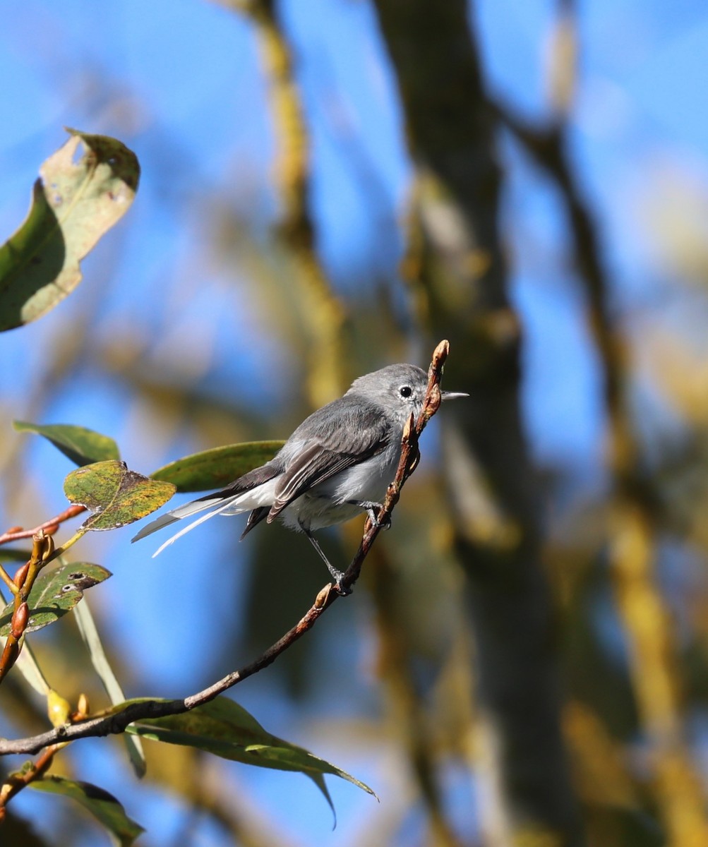 eBird Checklist 30 Oct 2023 Ferndale WTP 12 species