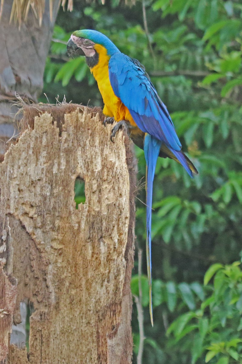 Blue-and-yellow Macaw - ML610596614