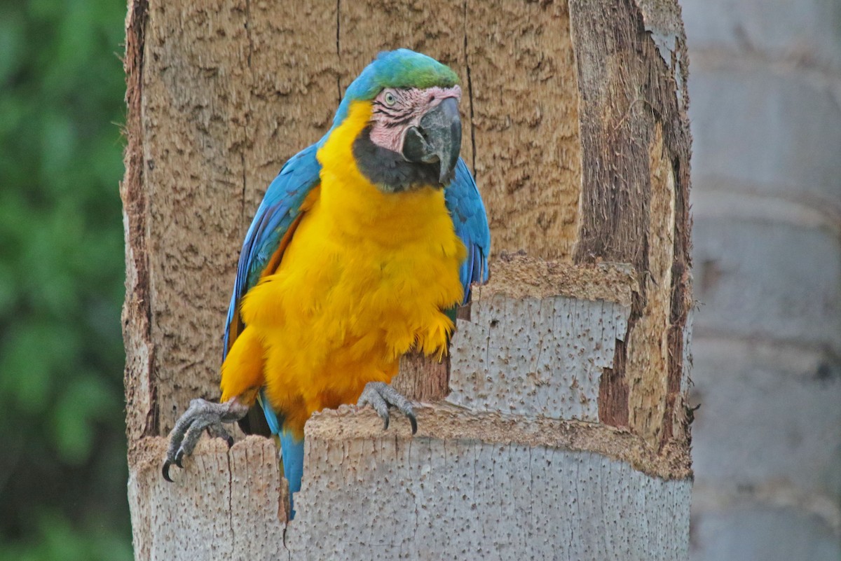 Blue-and-yellow Macaw - ML610596626