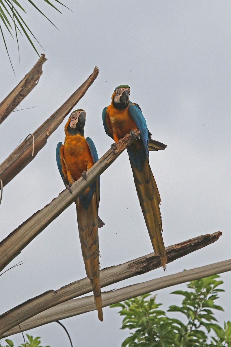 Blue-and-yellow Macaw - ML610596893