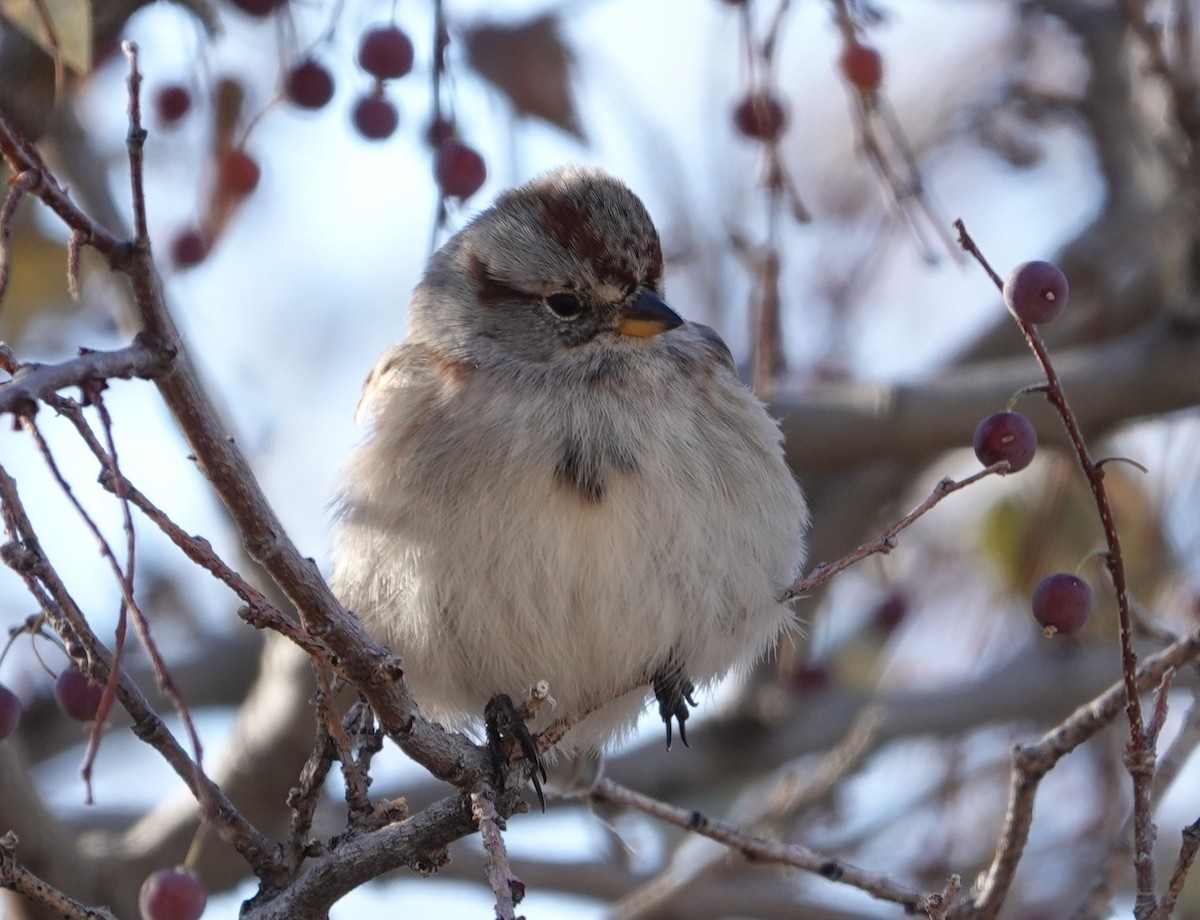 American Tree Sparrow - ML610596929