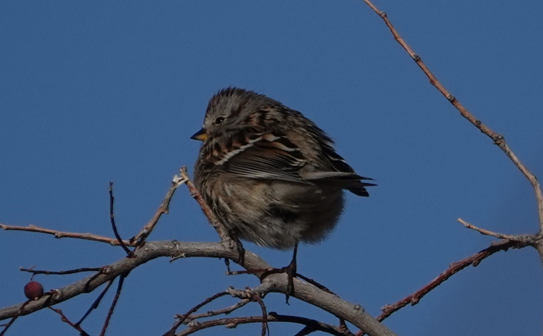 American Tree Sparrow - ML610596932