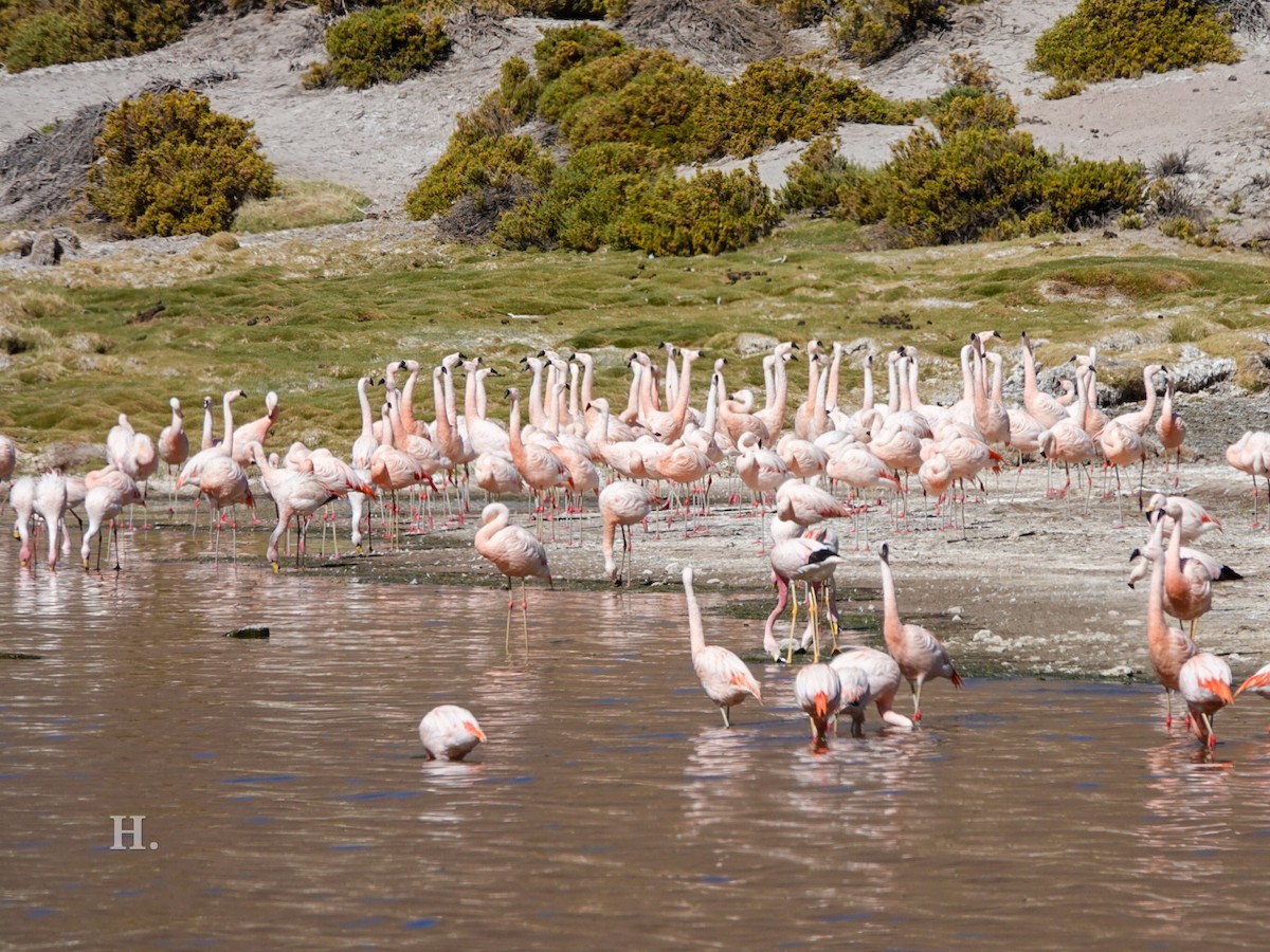 Chilean Flamingo - ML610596972