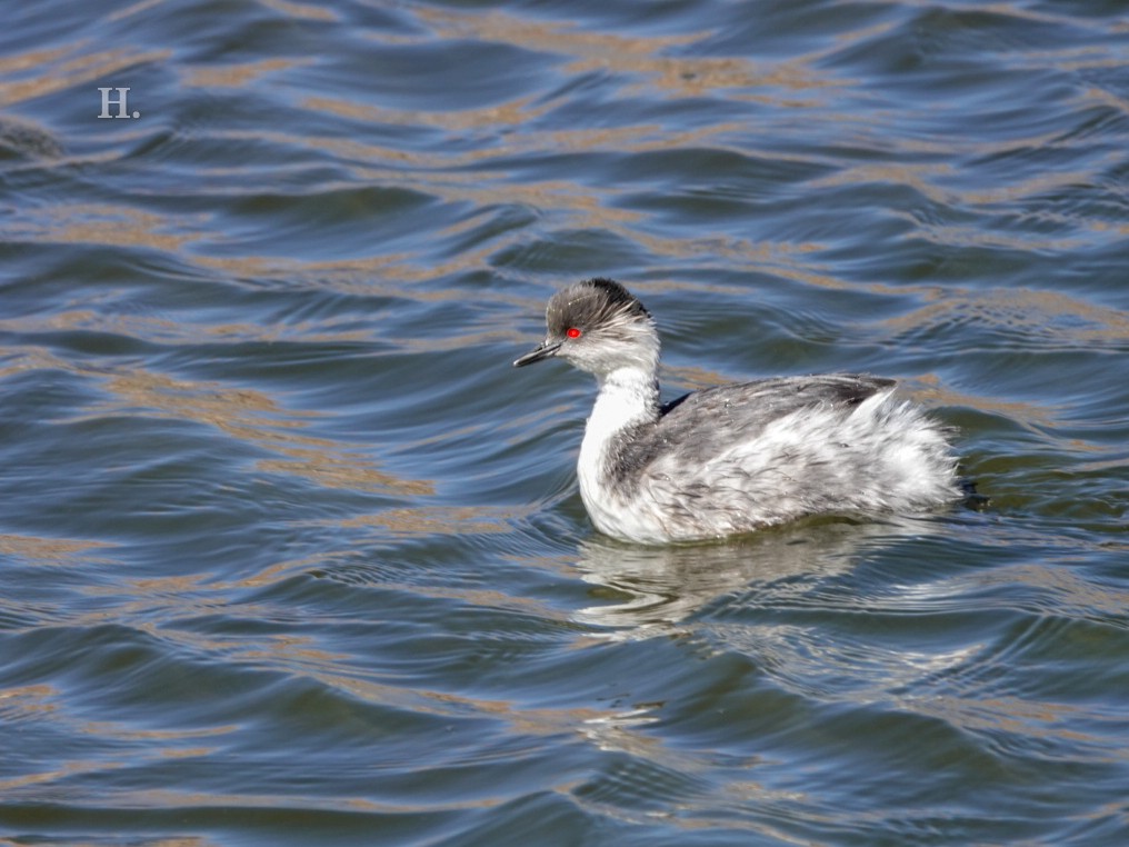 Silvery Grebe (Andean) - ML610596985