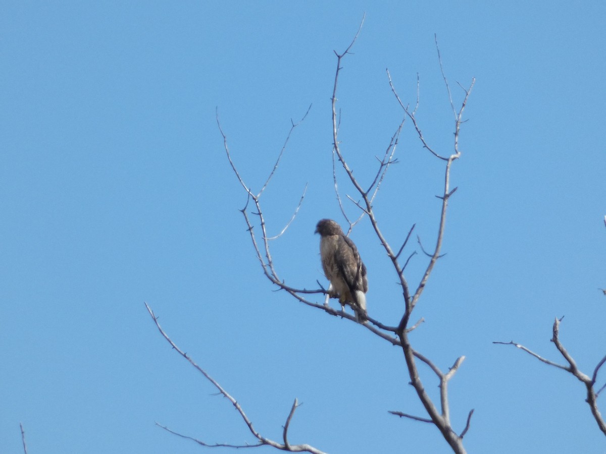 Red-tailed Hawk - ML610597148