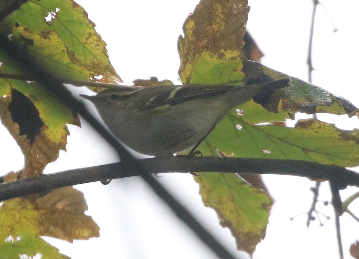 Yellow-browed Warbler - ML610597492