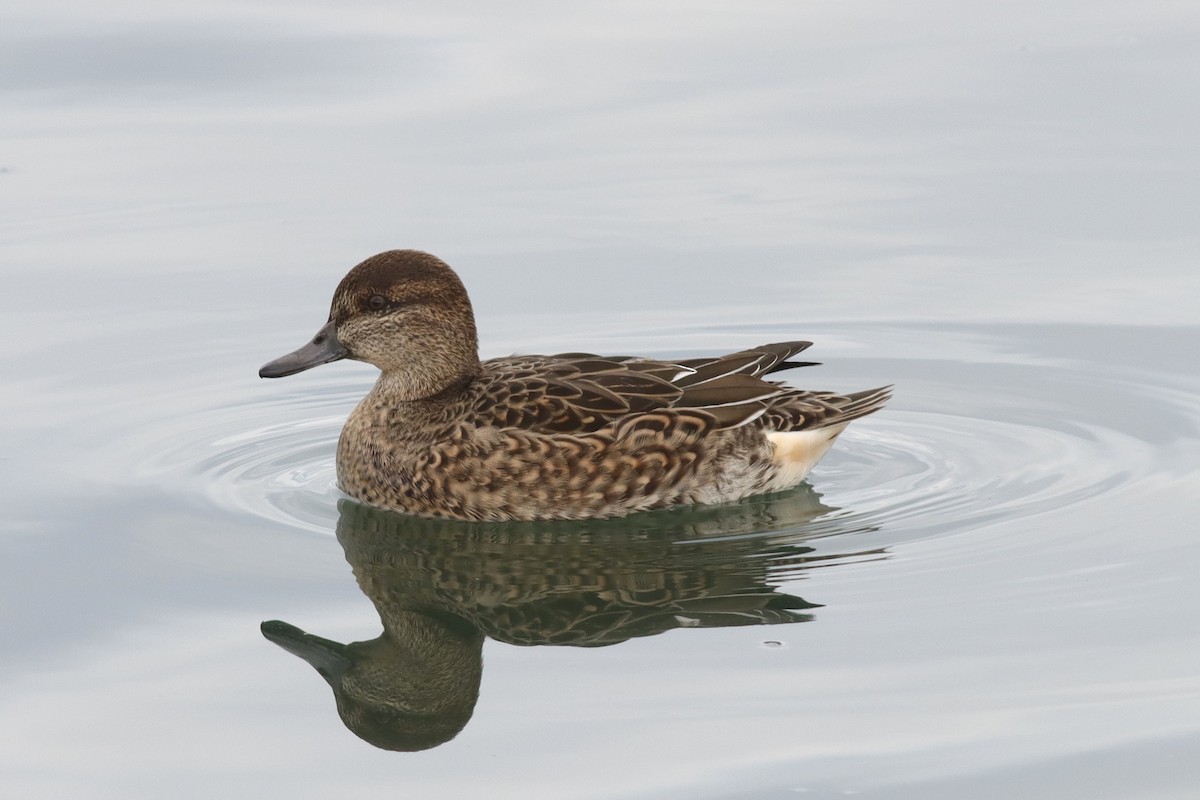 Green-winged Teal - ML610598141