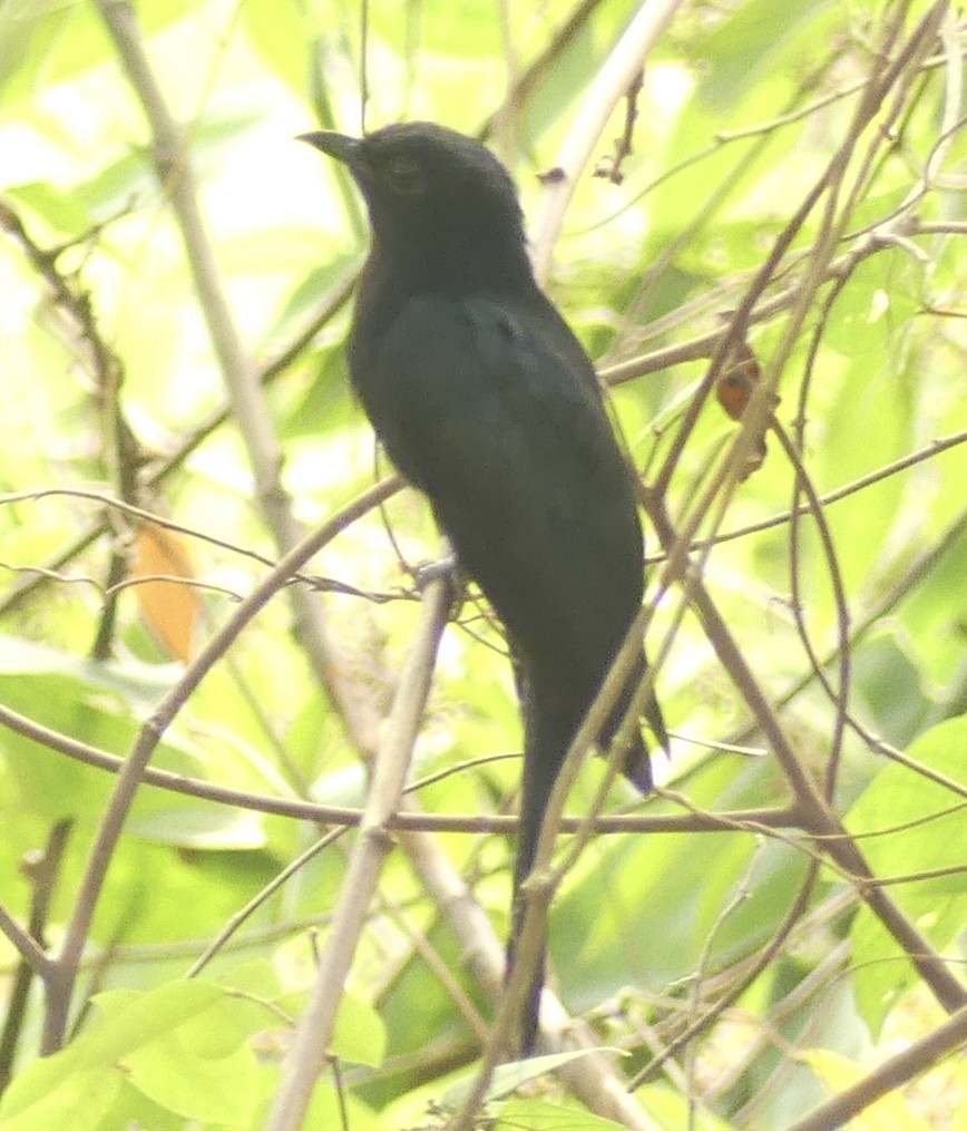Square-tailed Drongo-Cuckoo - ML610598301