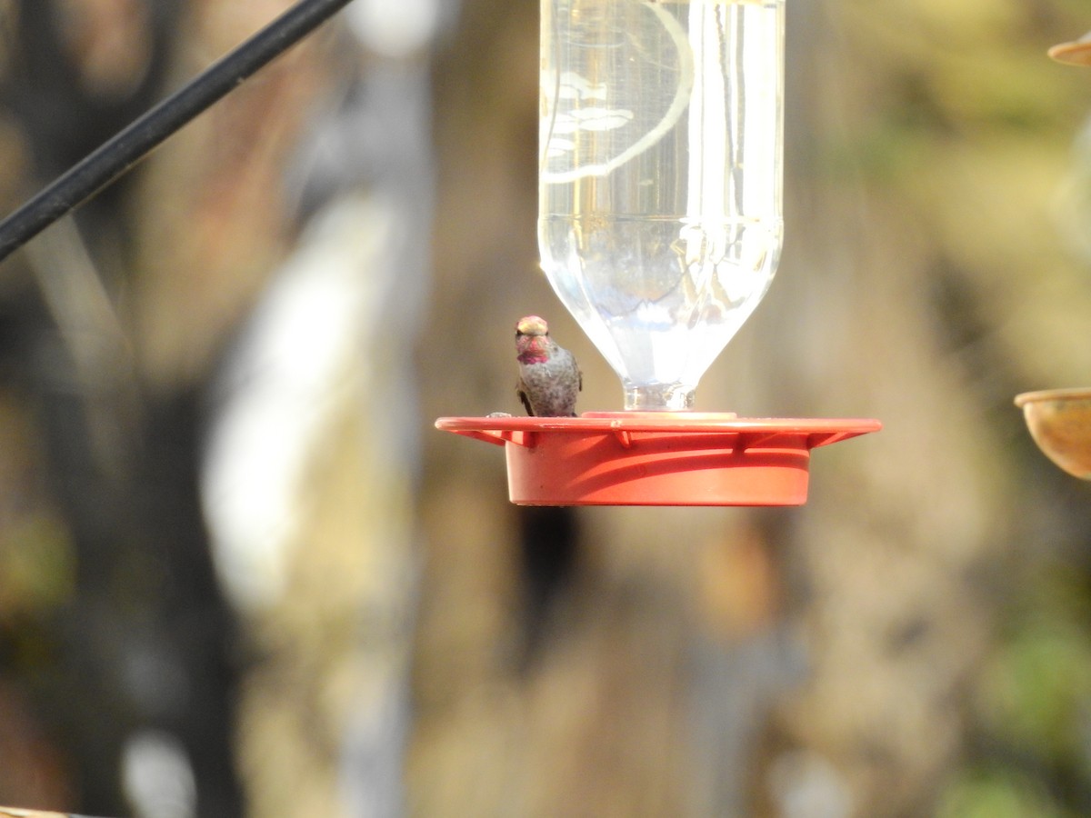 Anna's Hummingbird - ML610598357
