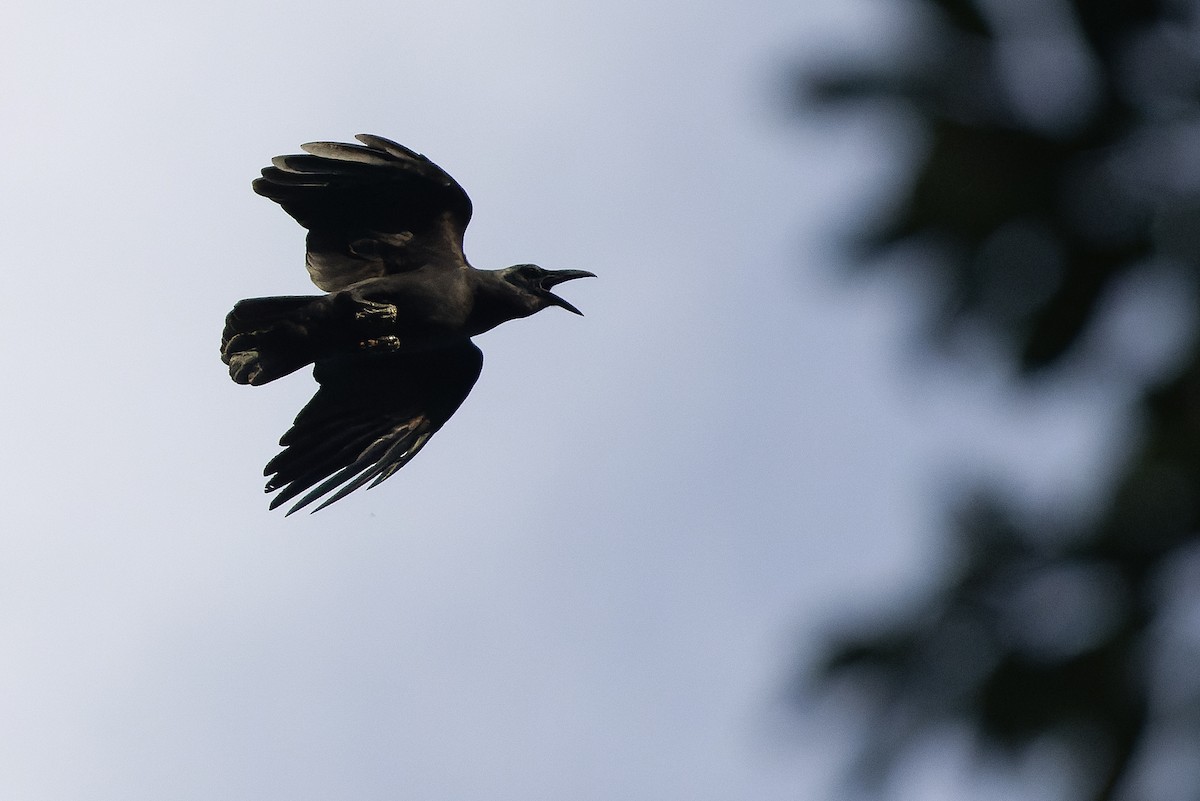 Slender-billed Crow (Sunda) - ML610598476