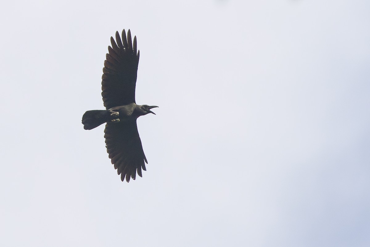 Slender-billed Crow (Sunda) - ML610598477