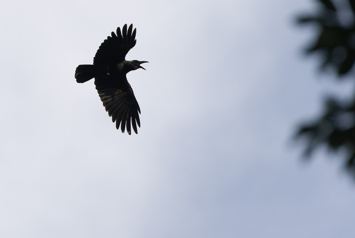 Slender-billed Crow (Sunda) - ML610598478