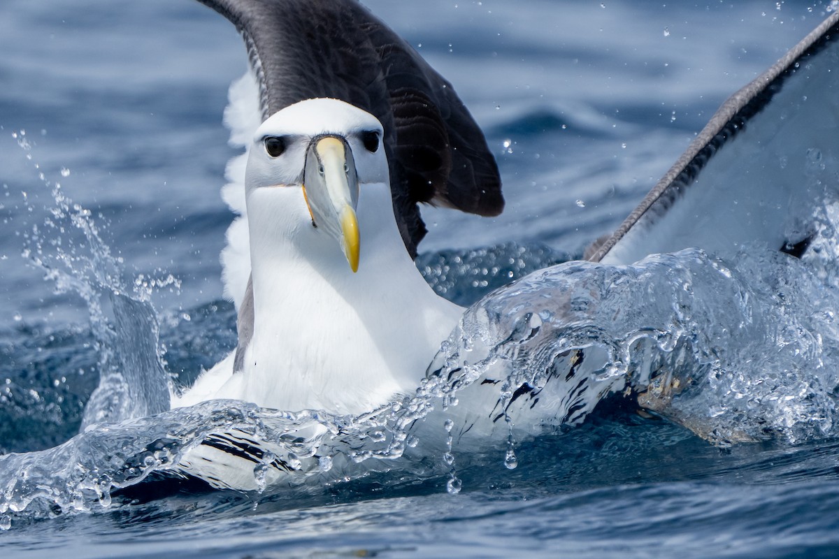 White-capped Albatross (cauta) - Brendan Tucker
