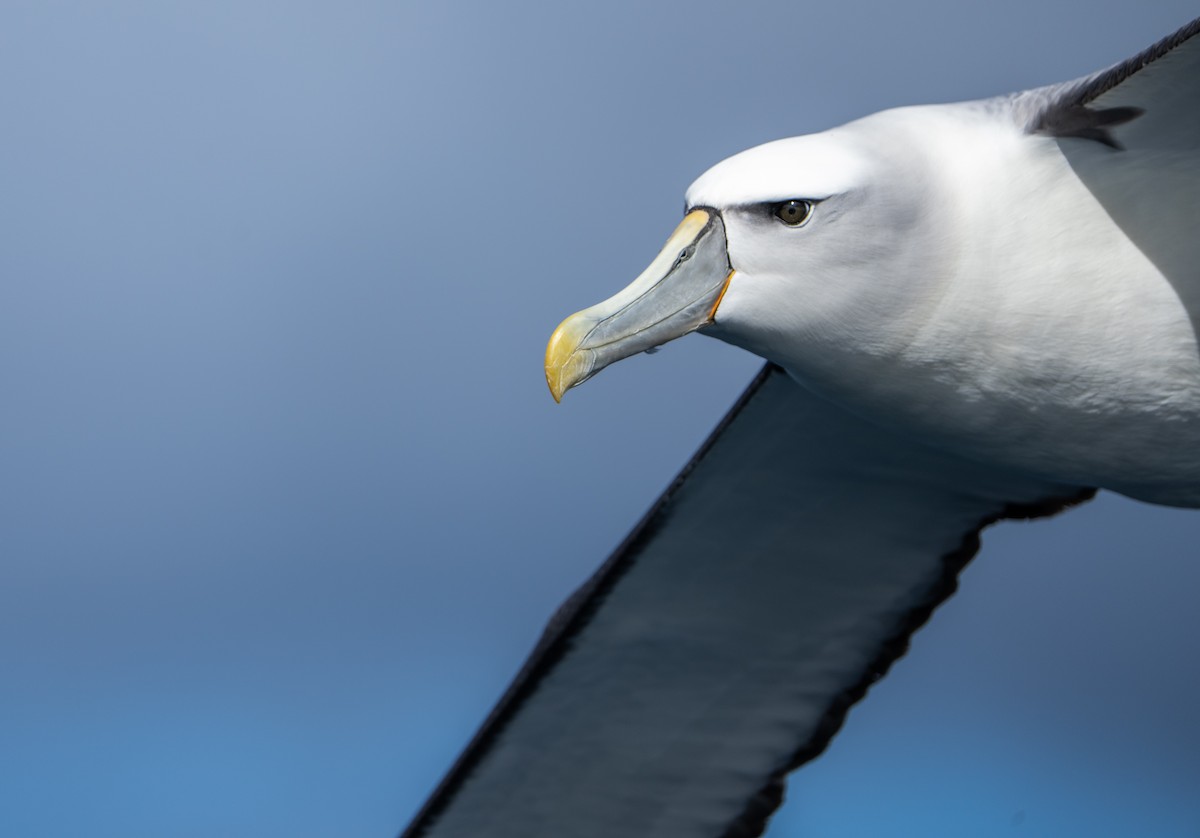 White-capped Albatross (cauta) - ML610598983