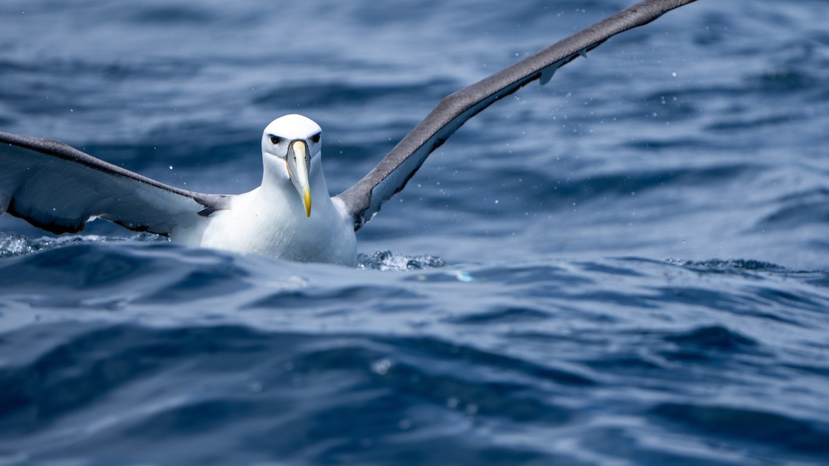 White-capped Albatross (cauta) - ML610599000