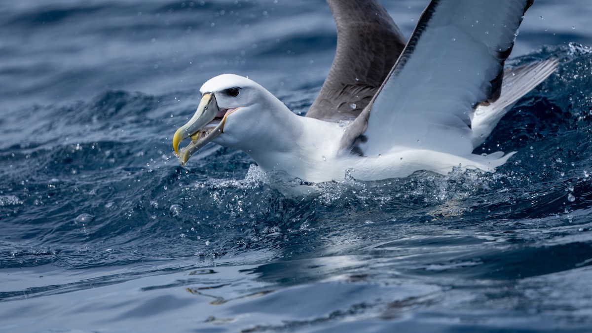 White-capped Albatross (cauta) - ML610599002