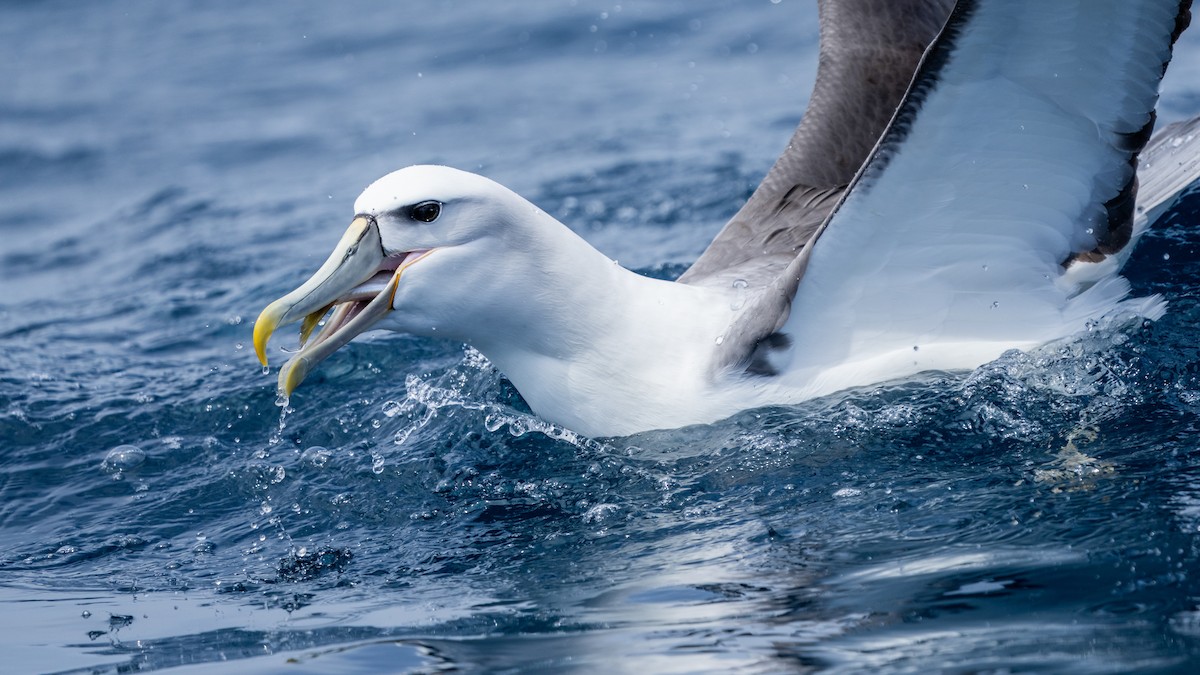 White-capped Albatross (cauta) - ML610599005