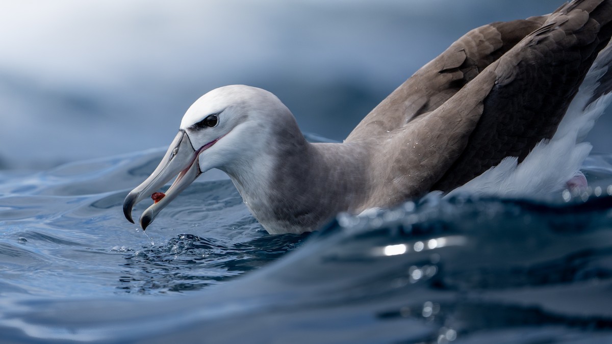 White-capped Albatross - Brendan Tucker
