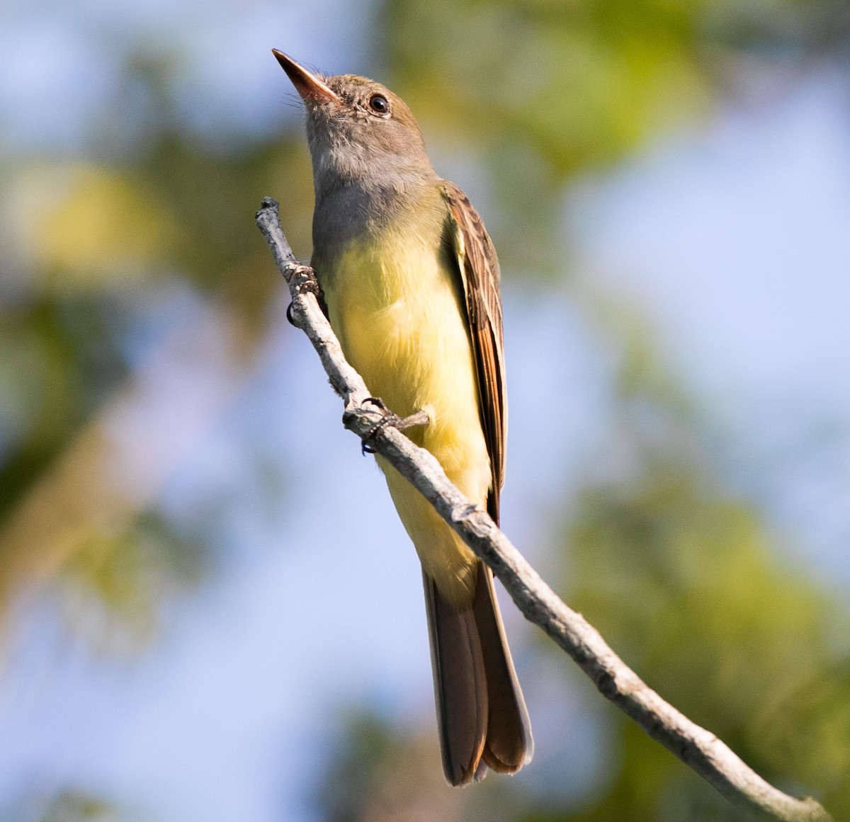 Great Crested Flycatcher - ML610599347