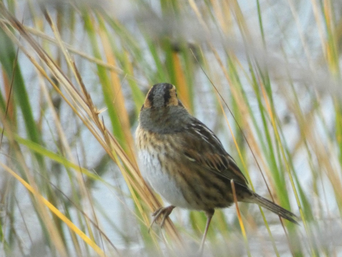 Saltmarsh Sparrow - ML610599371