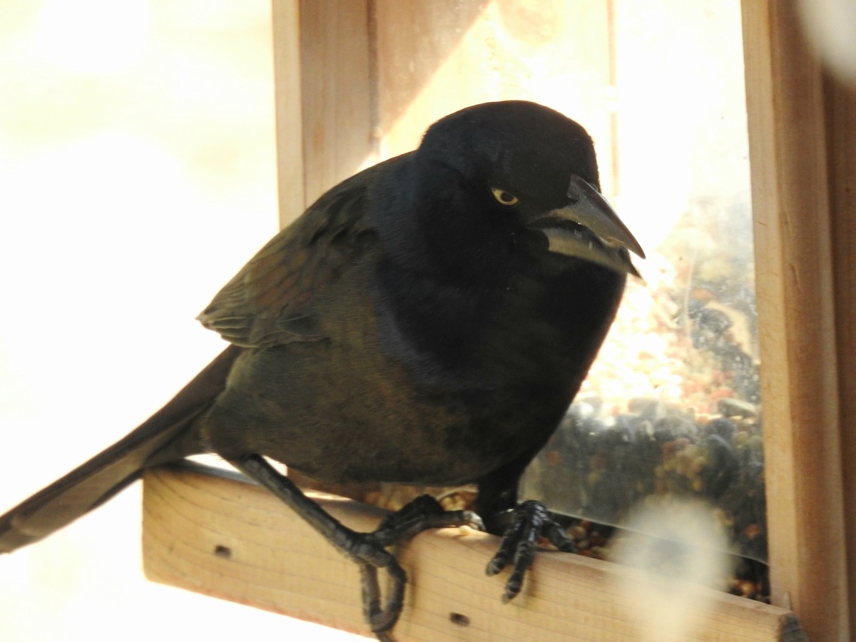 eBird Checklist 31 Oct 2023 Bosque del Apache NWRVisitor Center