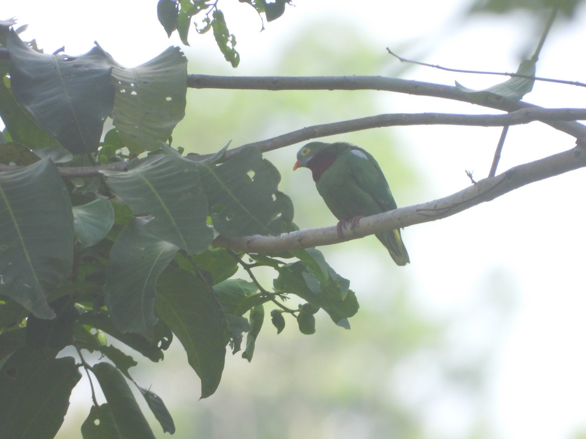 Claret-breasted Fruit-Dove - ML610599627