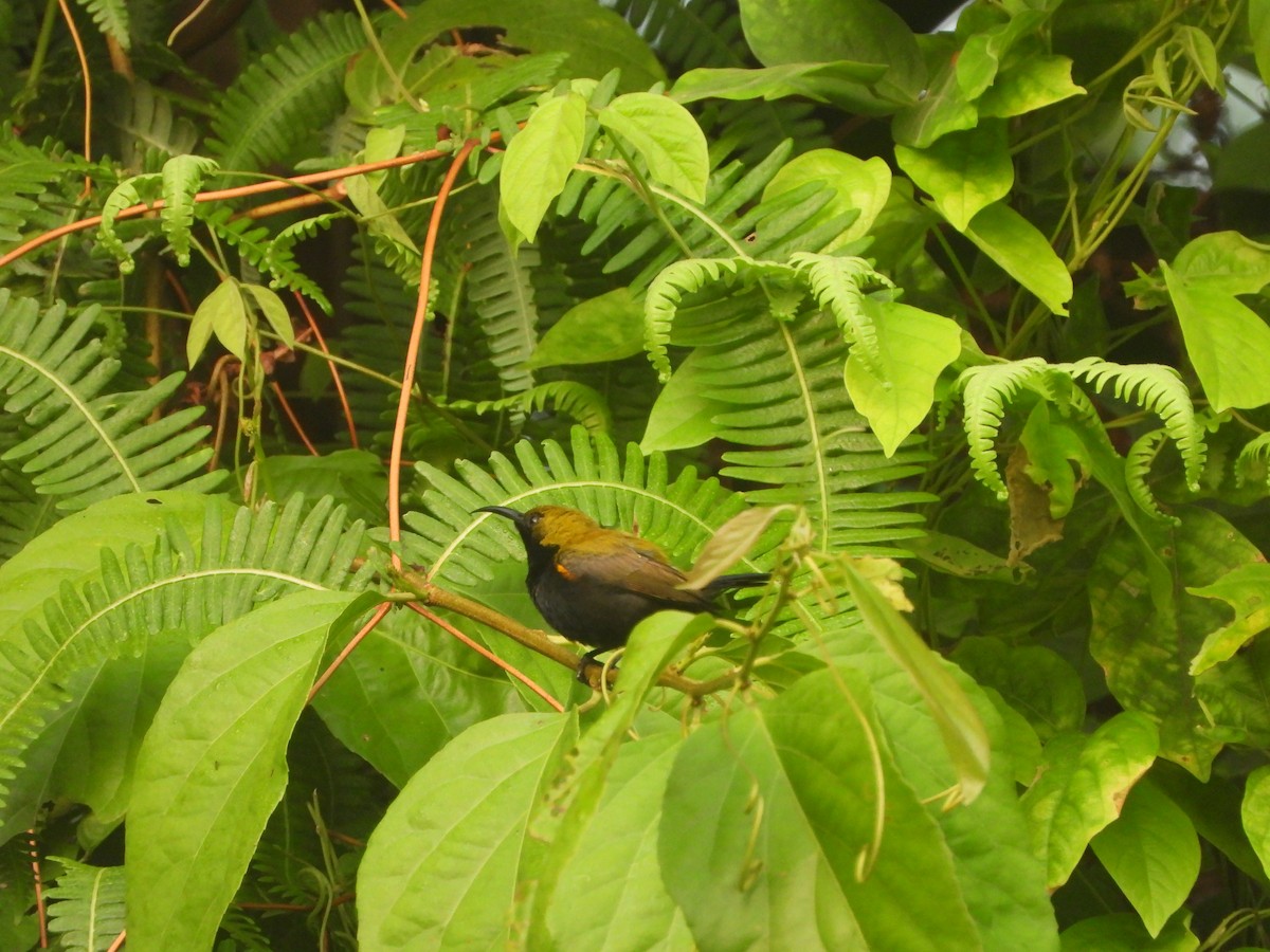 South Moluccan Sunbird - ML610599837