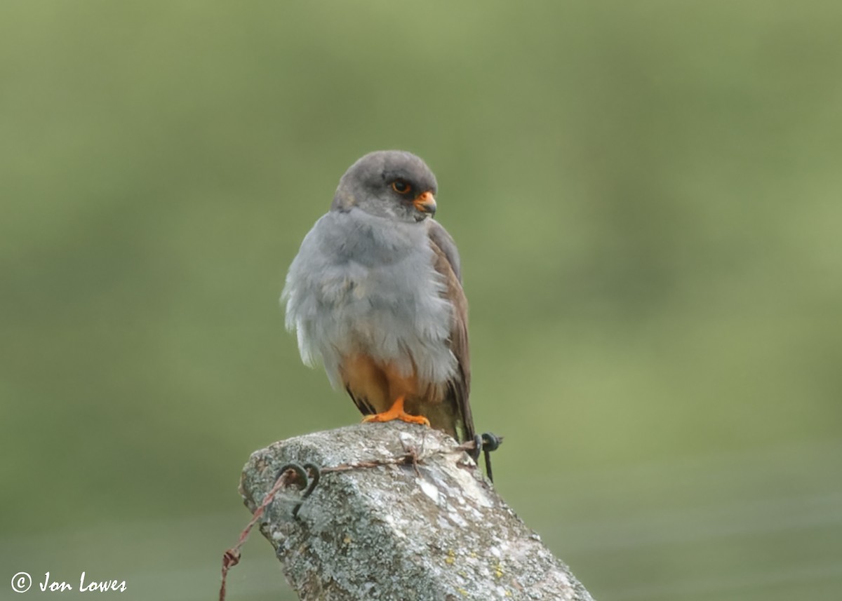 Red-footed Falcon - ML610600016
